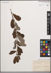Foto von Salix cinerea L.